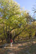 20061103_103942 Bosco di castagni