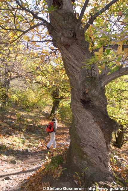  Castagno attorciliato - click to next image