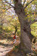 20061103_105250 Castagno attorciliato
