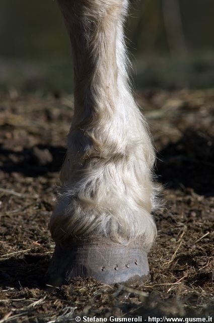  Zoccolo di cavallo - click to next image