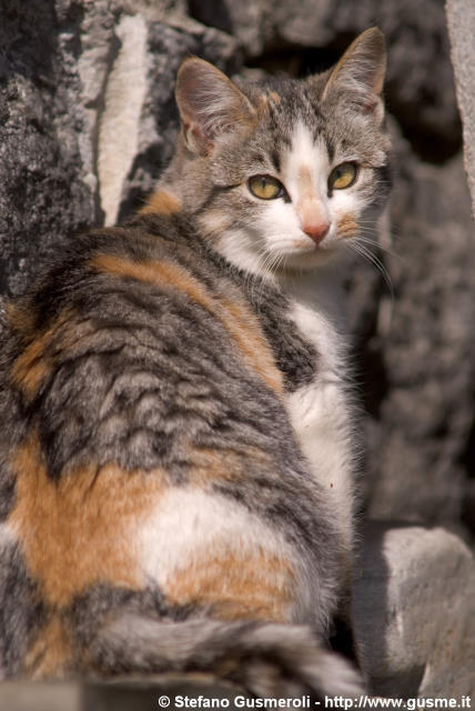  Gatto pezzato - click to next image