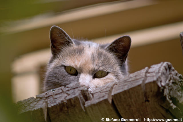  Gatto in agguato - click to next image