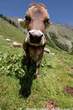 20050608_124442 Mucca