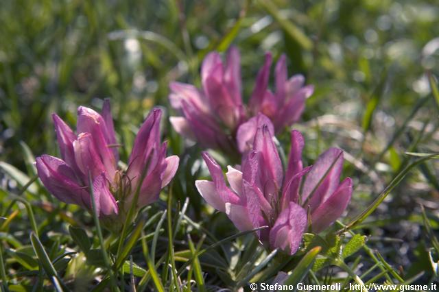  Armeria Alpina - click to next image