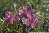 20050610_163604 Armeria Alpina