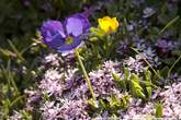 20050610_165137 Viola Calcarata