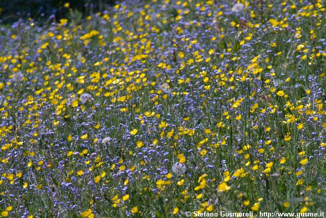  Prati fioriti - click to next image