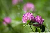 20060615_101501 Armeria Alpina