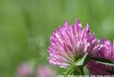 20060615_103437 Armeria alpina