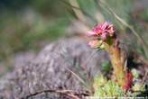 20060714_100535 Sempervivum arachnoideum