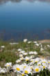 20120807_160254 Margherite