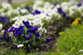 20130416_135818 Viole