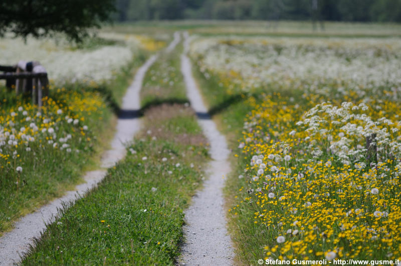  Strada nel prato fiorito - click to next image