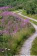 20060716_101321 Strada tra gli epilobi