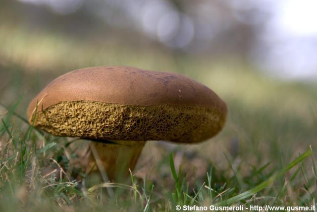  Boleto castano - click to next image