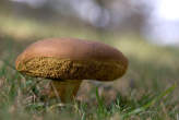 20061101_125524 Boleto castano