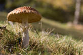 20061101_132014 Amanita muscaria