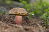 20120803_105524 Boletus edulis subspecie pinicola - Porcino Brisa Nera