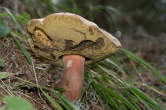 20120803_124936 Boletus edulis subspecie pinicola - Porcino Brisa Nera