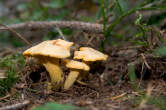 20120803_130003 Giallini - Cantharellus cibarius