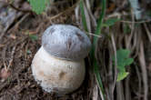 20120803_171430 Porcinetto