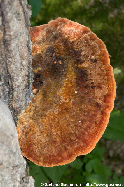  Fungo del legno - click to next image