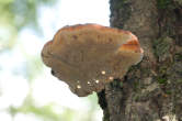 20120823_124037 Fungo del legno