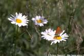 20060714_112620 Farfalla e margherite alpine