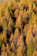 20061026_161320 Bosco autunnale