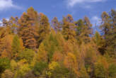 20061027_160356 Bosco autunnale