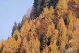 20071101_150142 Boschi autunnali