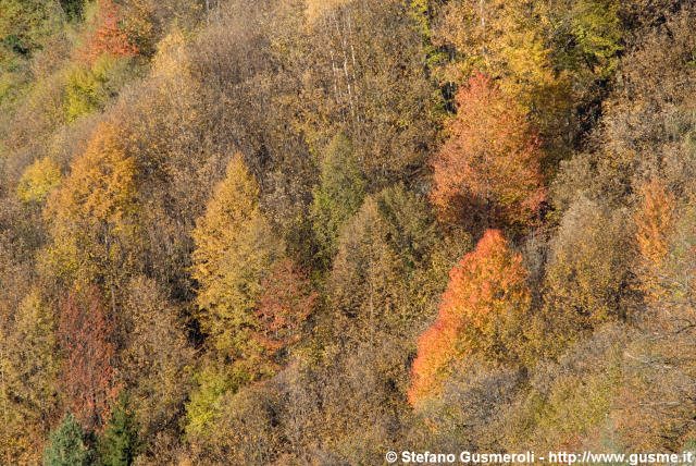  Boschi di latifoglie autunnali - click to next image