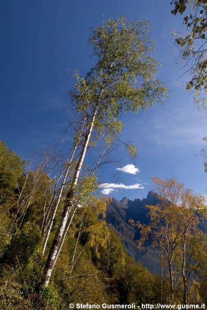 Boschi di betulle - click to next image