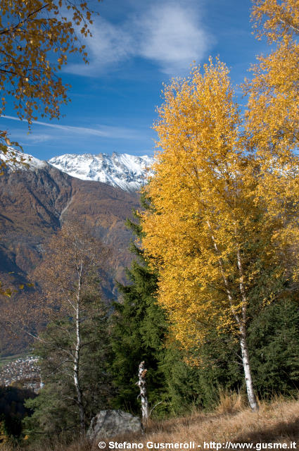  Betulla autunnale presso Quarantapani - click to next image