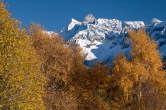 20101105_145931 Cime della bregaglia tra betulle autunnali